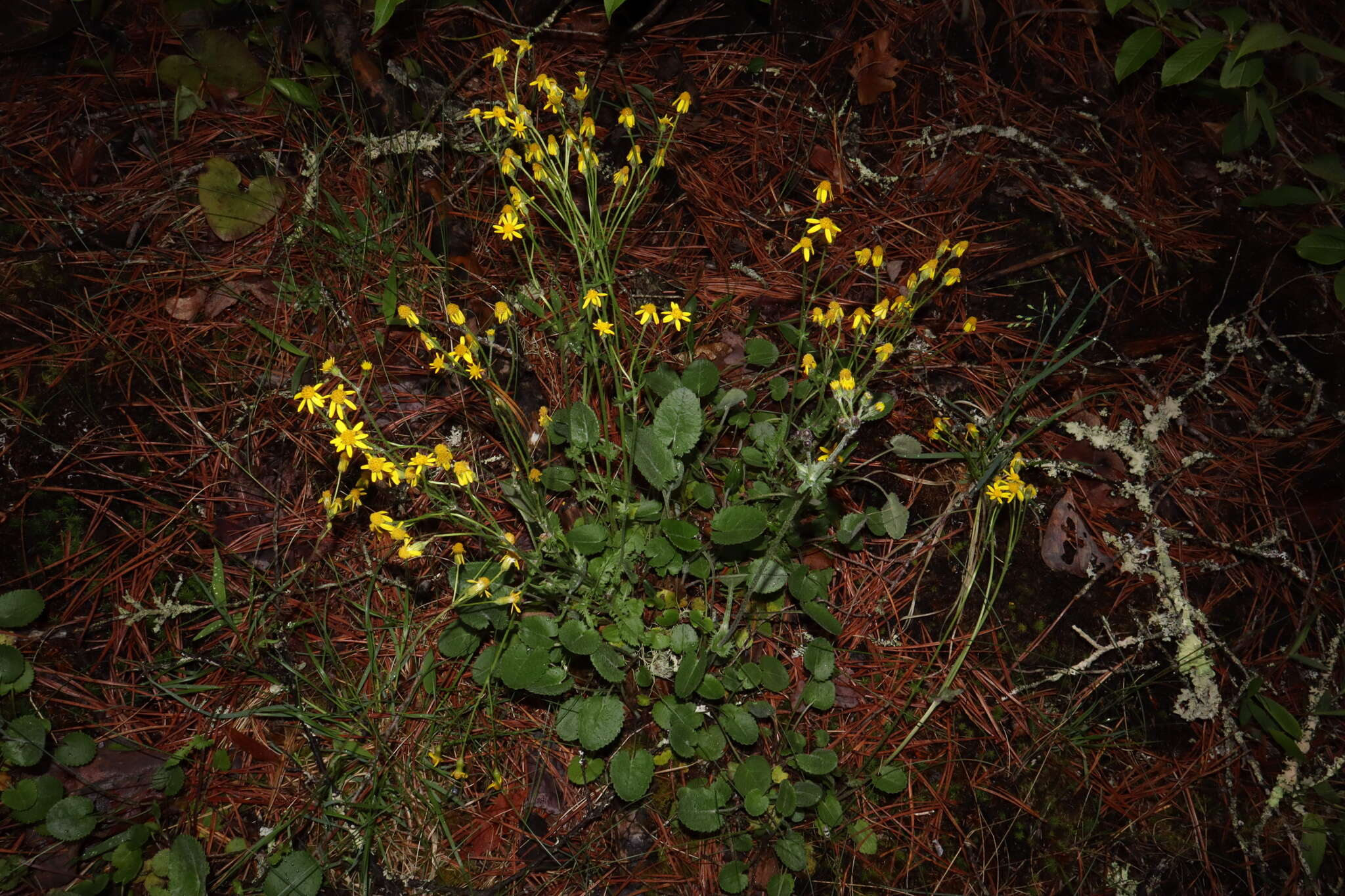 Image of serpentine ragwort