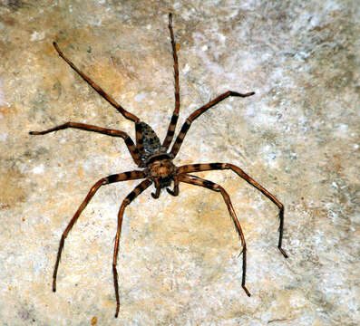 Image of Giant huntsman spider