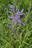 Image de Camassia leichtlinii subsp. suksdorfii (Greenm.) Gould