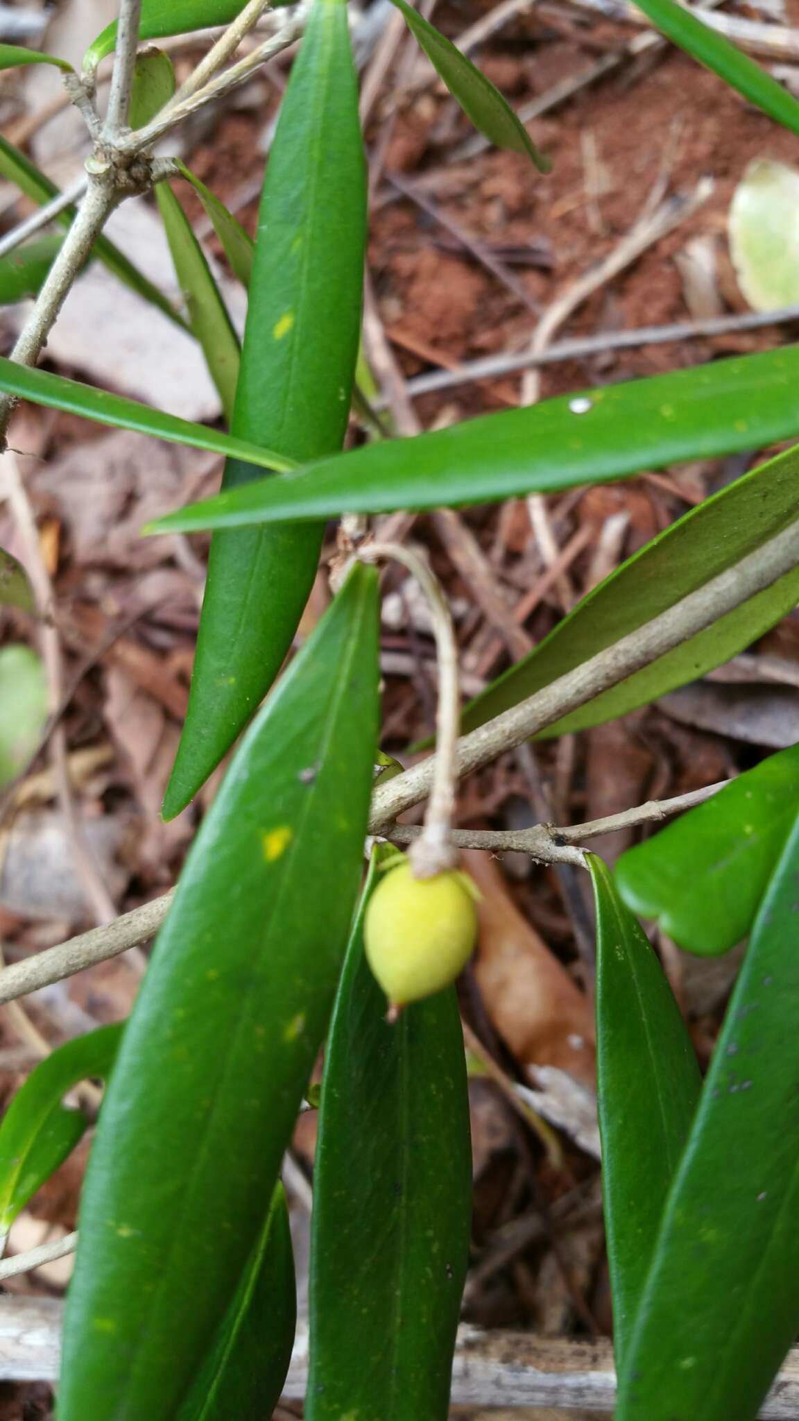 Sivun Noronhia linearifolia Boivin ex Dubard kuva