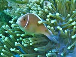 Image of Pink anemonefish