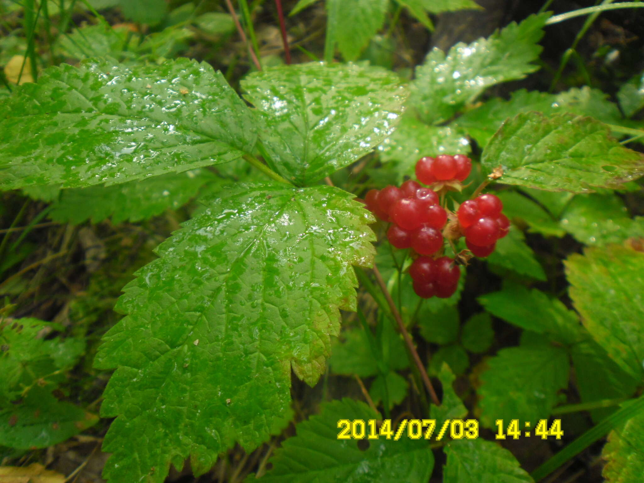 Image of Stone Bramble