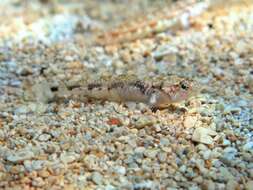 Image of Quagga Goby