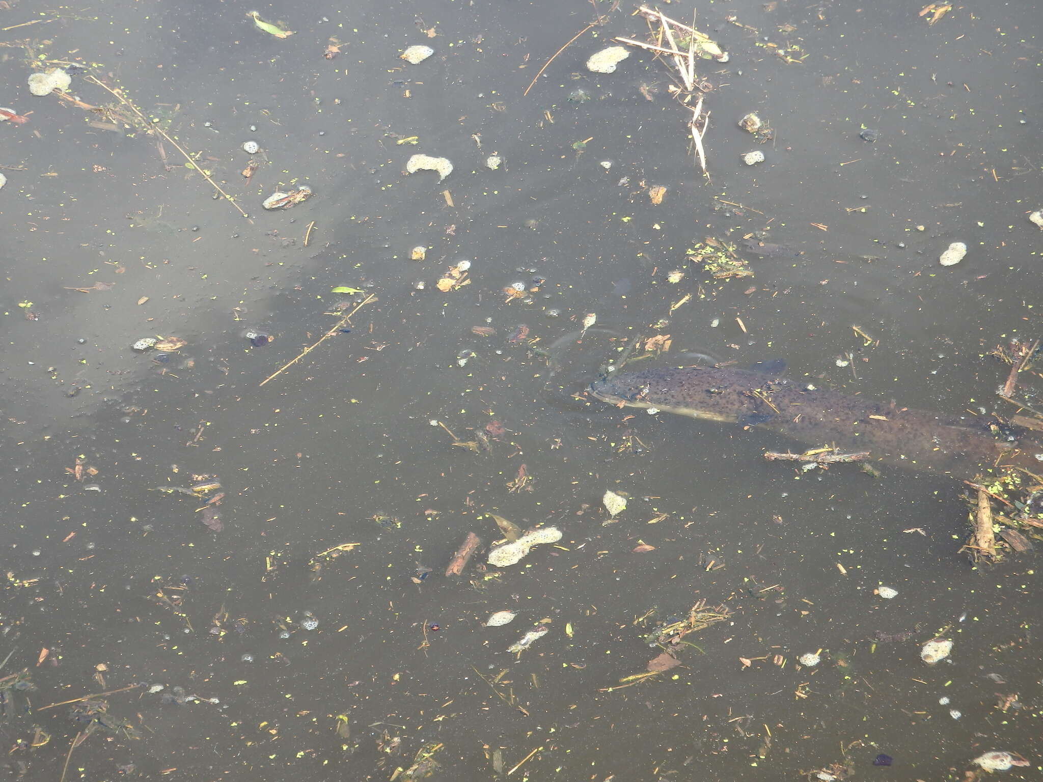 Image of Speckled longfin eel