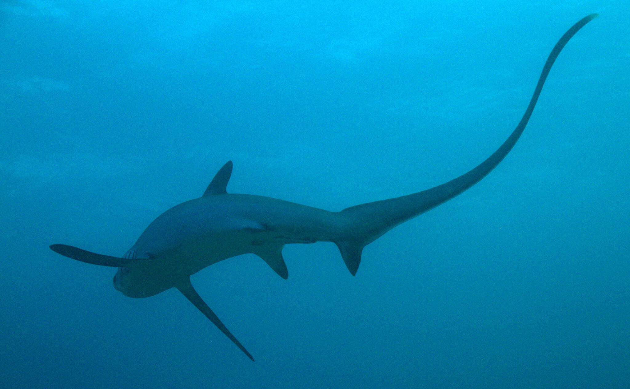 Image of thresher sharks