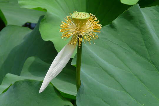 Image of American lotus