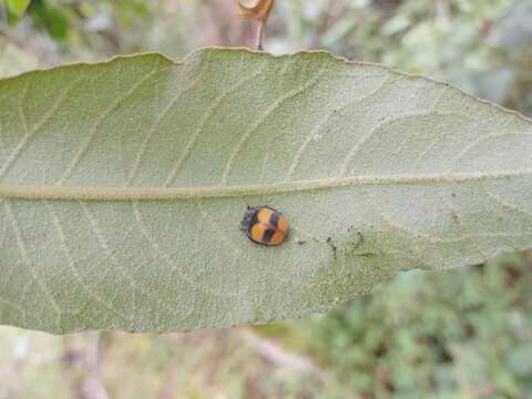 Image of Toxotoma flavofasciata (La Porte 1840)