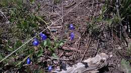 Imagem de Salvia coahuilensis Fernald