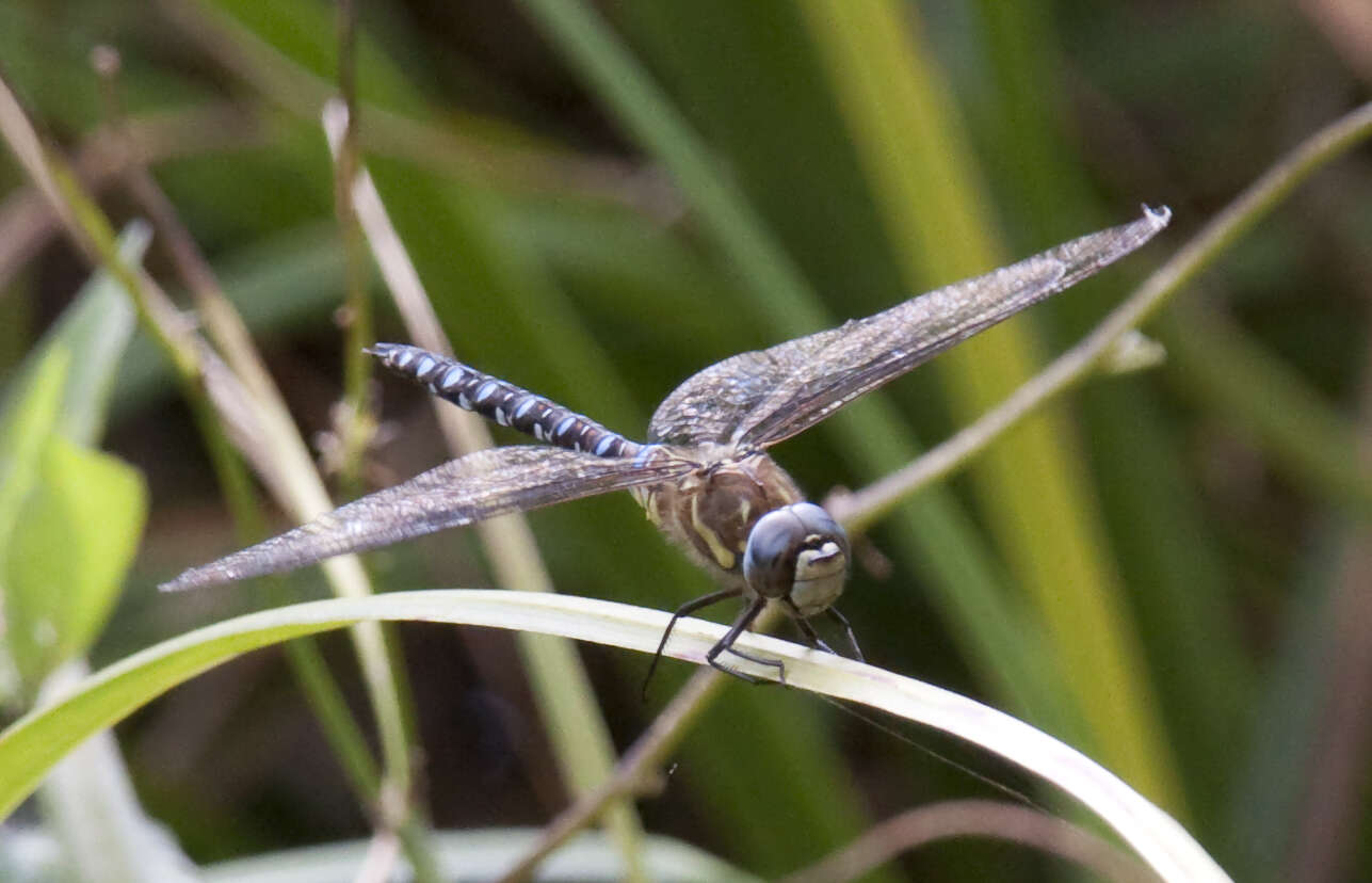Image of Common Hawker