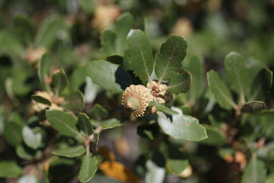 Слика од Quercus berberidifolia Liebm.