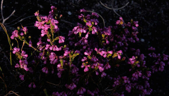 Image of Erica gnaphaloides Thunb.