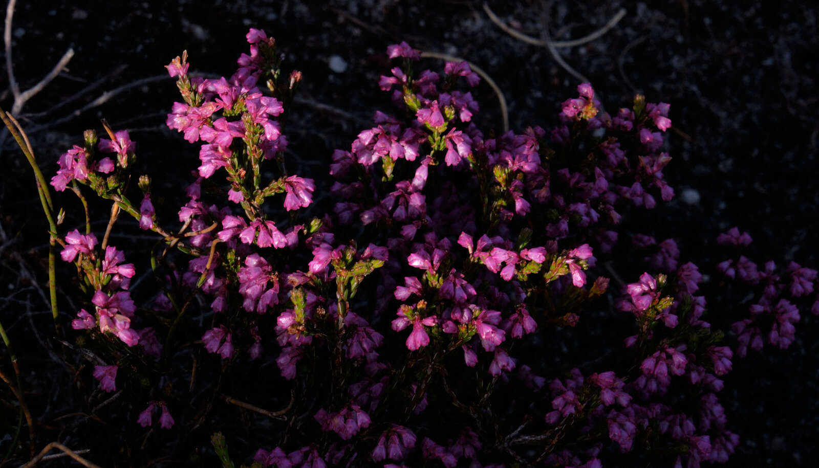 Image of Cud Heath