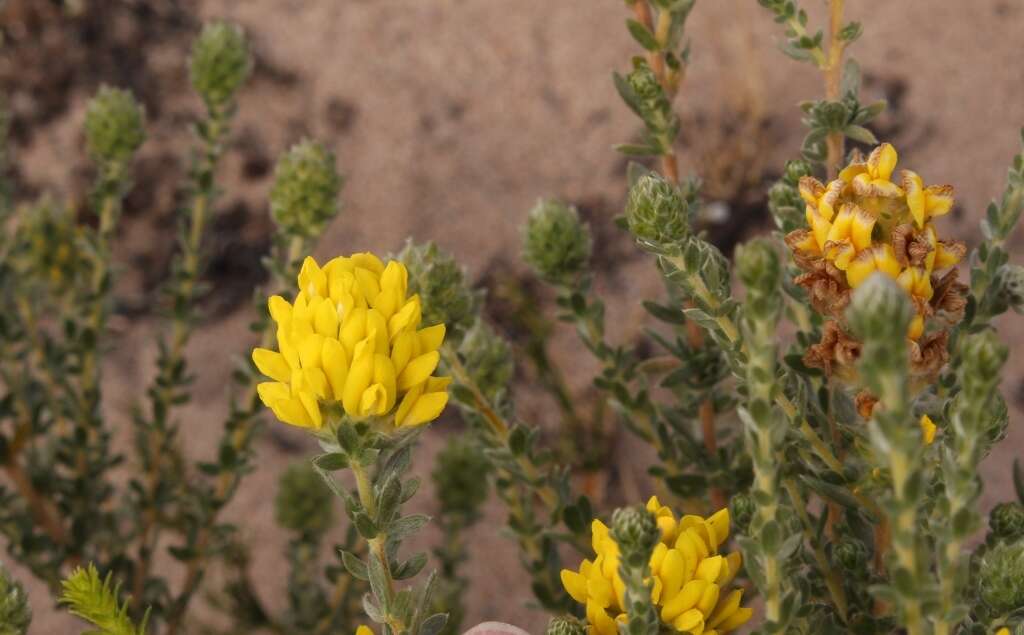 صورة Aspalathus quinquefolia subsp. virgata (Thunb.) R. Dahlgren