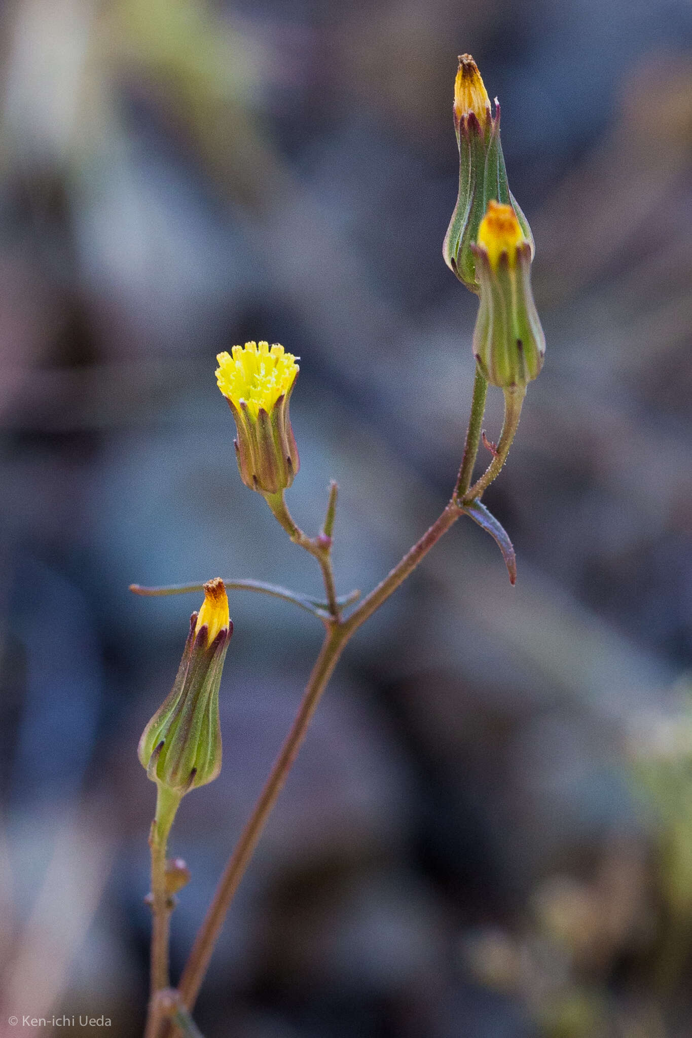 Image of Cleveland's desertdandelion