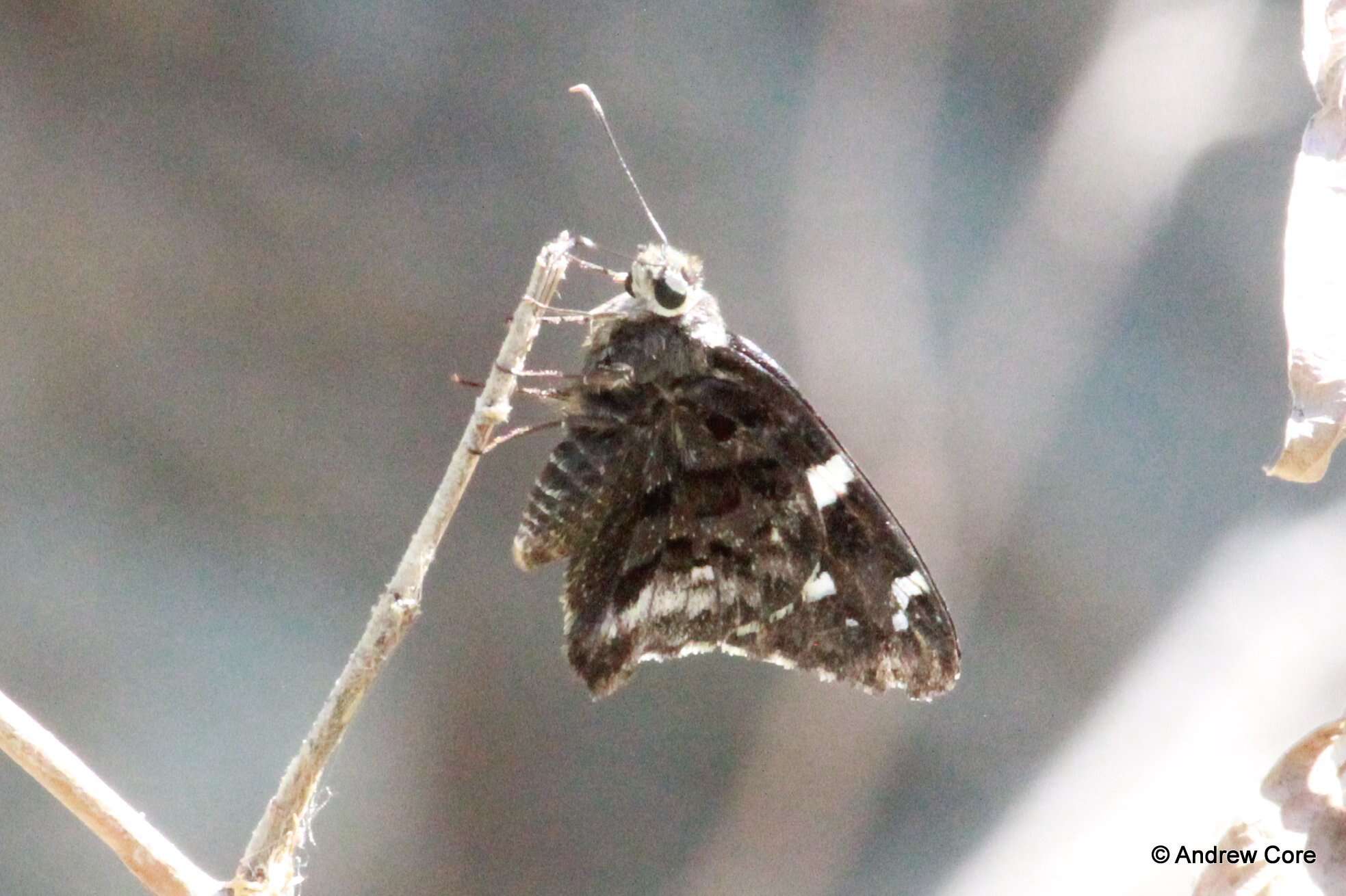 Image de Codatractus arizonensis Skinner 1905