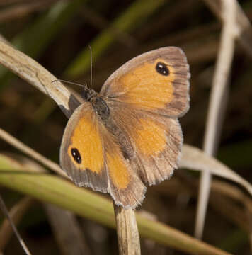 Image of hedge brown