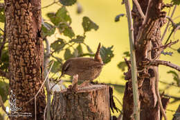 Image of Eurasian Wren