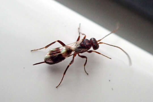 Image of Parasitoid wasp