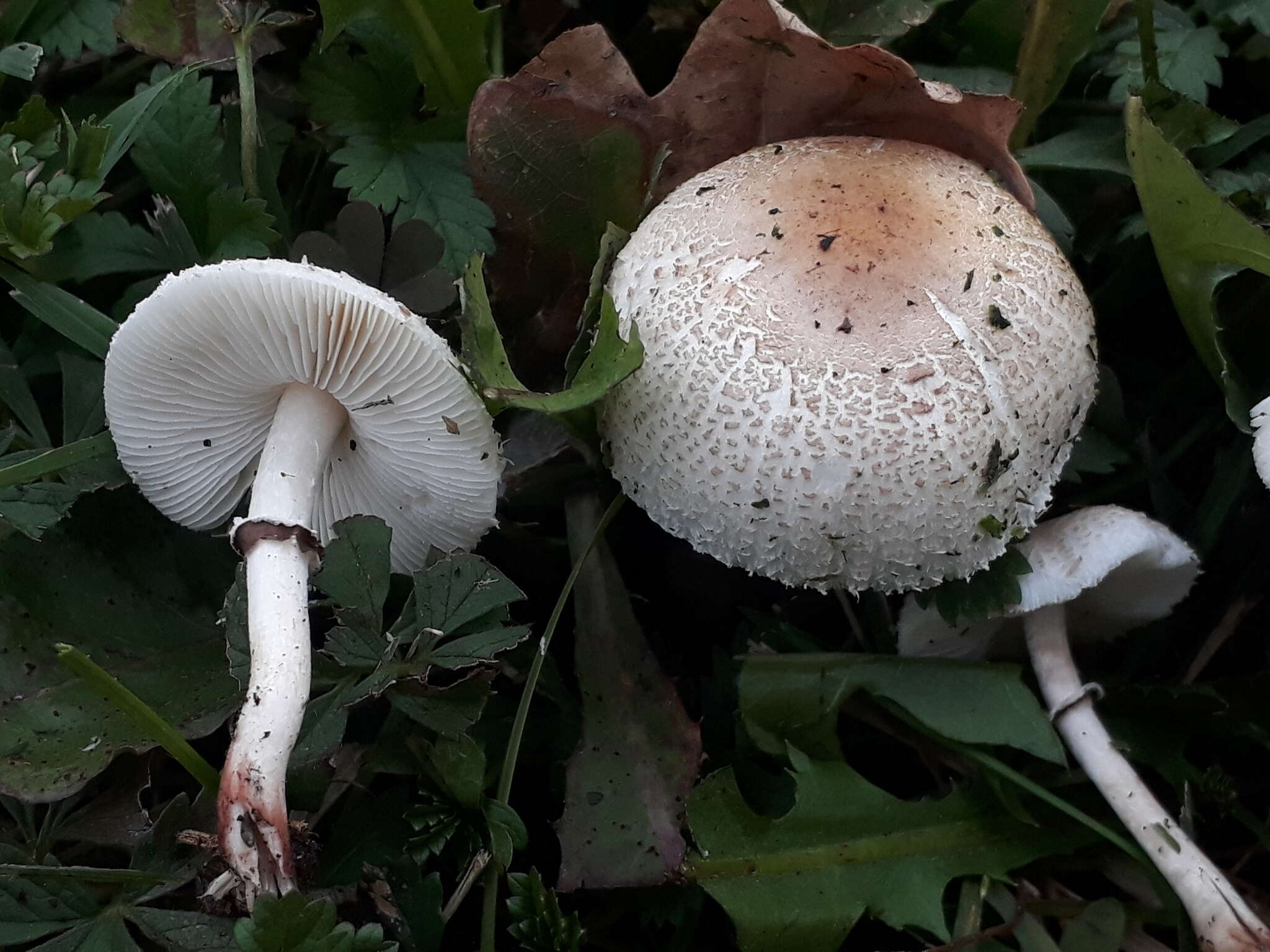 Image of Lepiota lilacea Bres. 1892