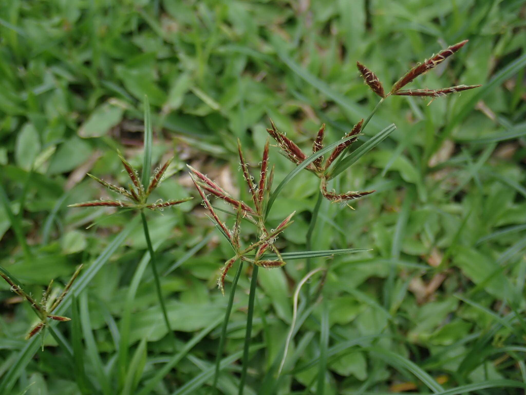 Imagem de Cyperus rotundus L.