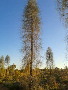 Image of Desert oak