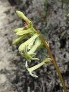 Image of Stackhousia monogyna Labill.