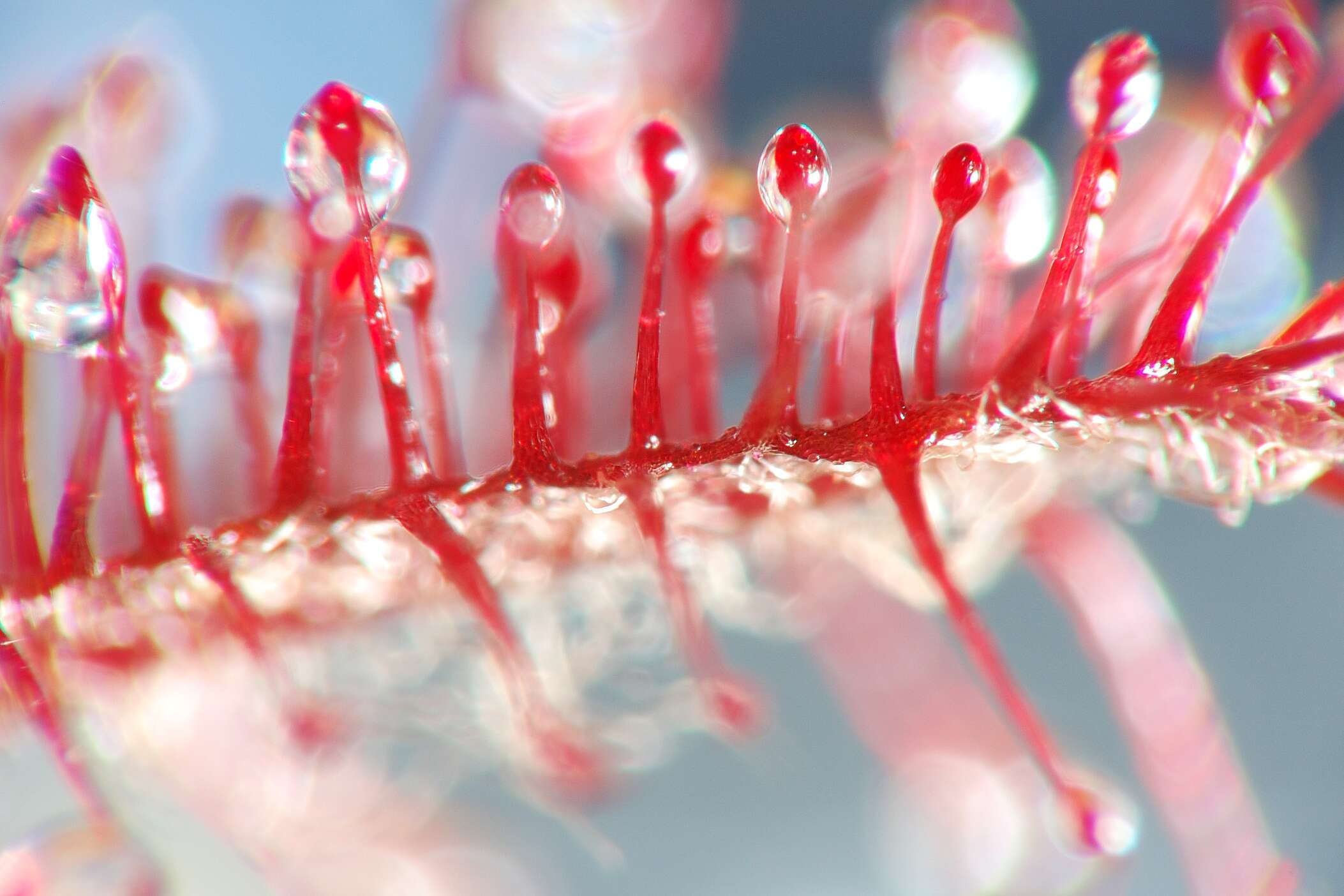 Image of Drosera adelae F. Muell.