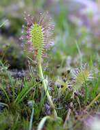 صورة Drosera anglica Huds.