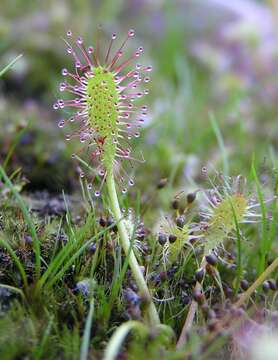 Image of Great Sundew