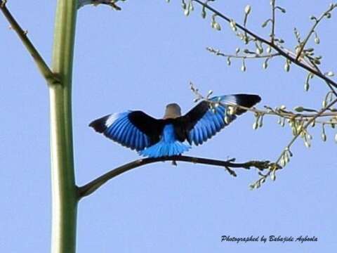 Image of Chestnut-bellied Kingfisher