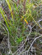 Image of fringed daisy-bush