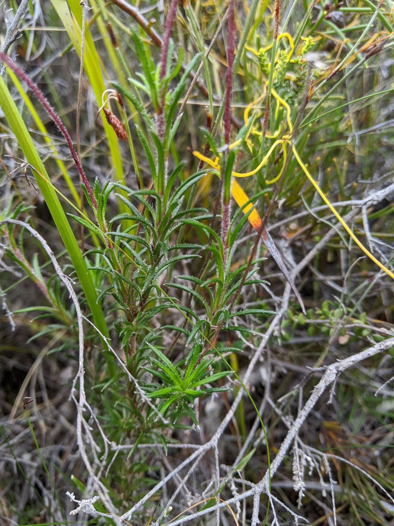 Image of fringed daisy-bush