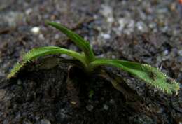 Image of Drosera arcturi Hook.