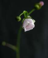 Image of Drosera peltata Thunb.