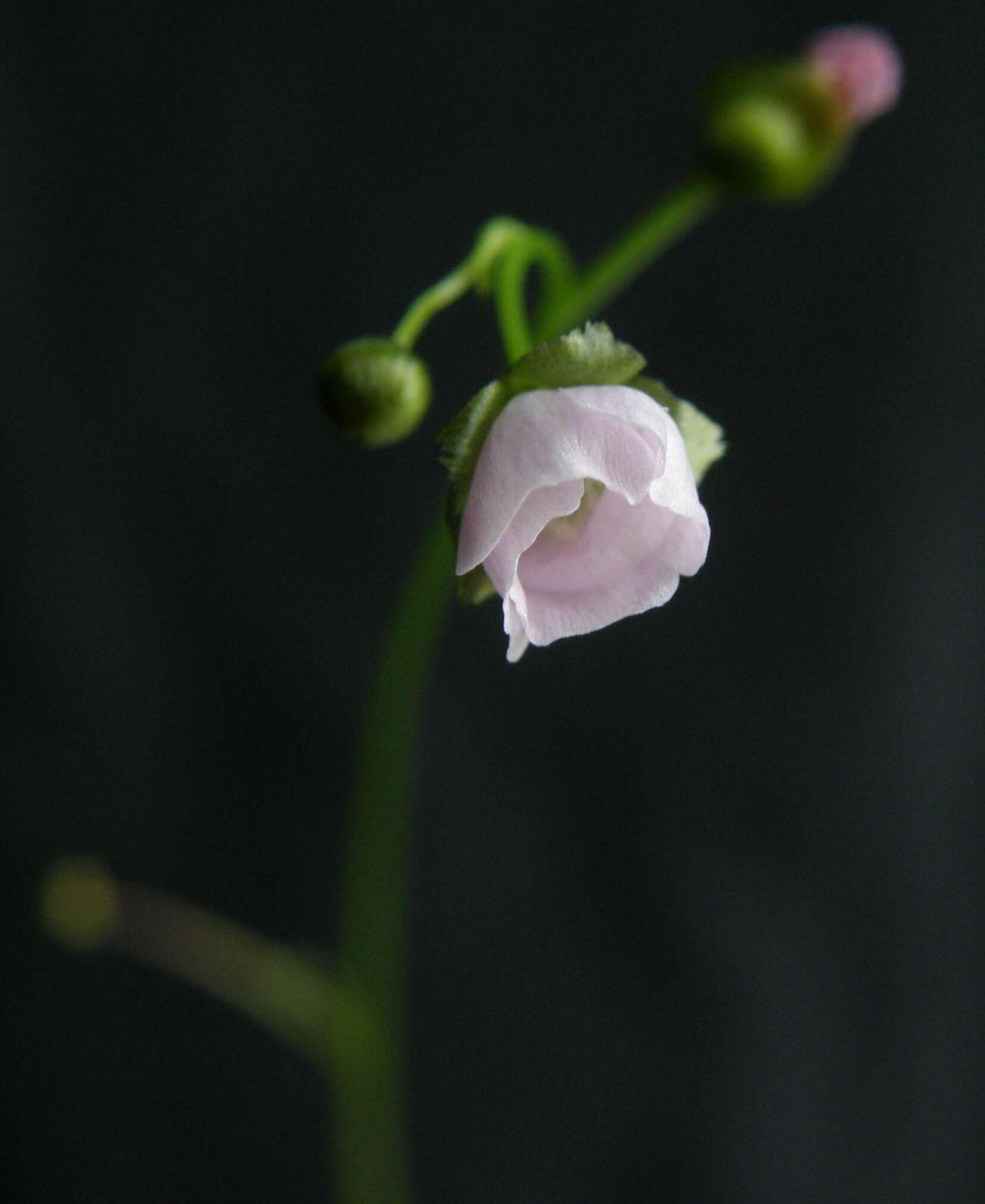 Image of Drosera peltata Thunb.