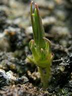 Image of Drosera peltata Thunb.