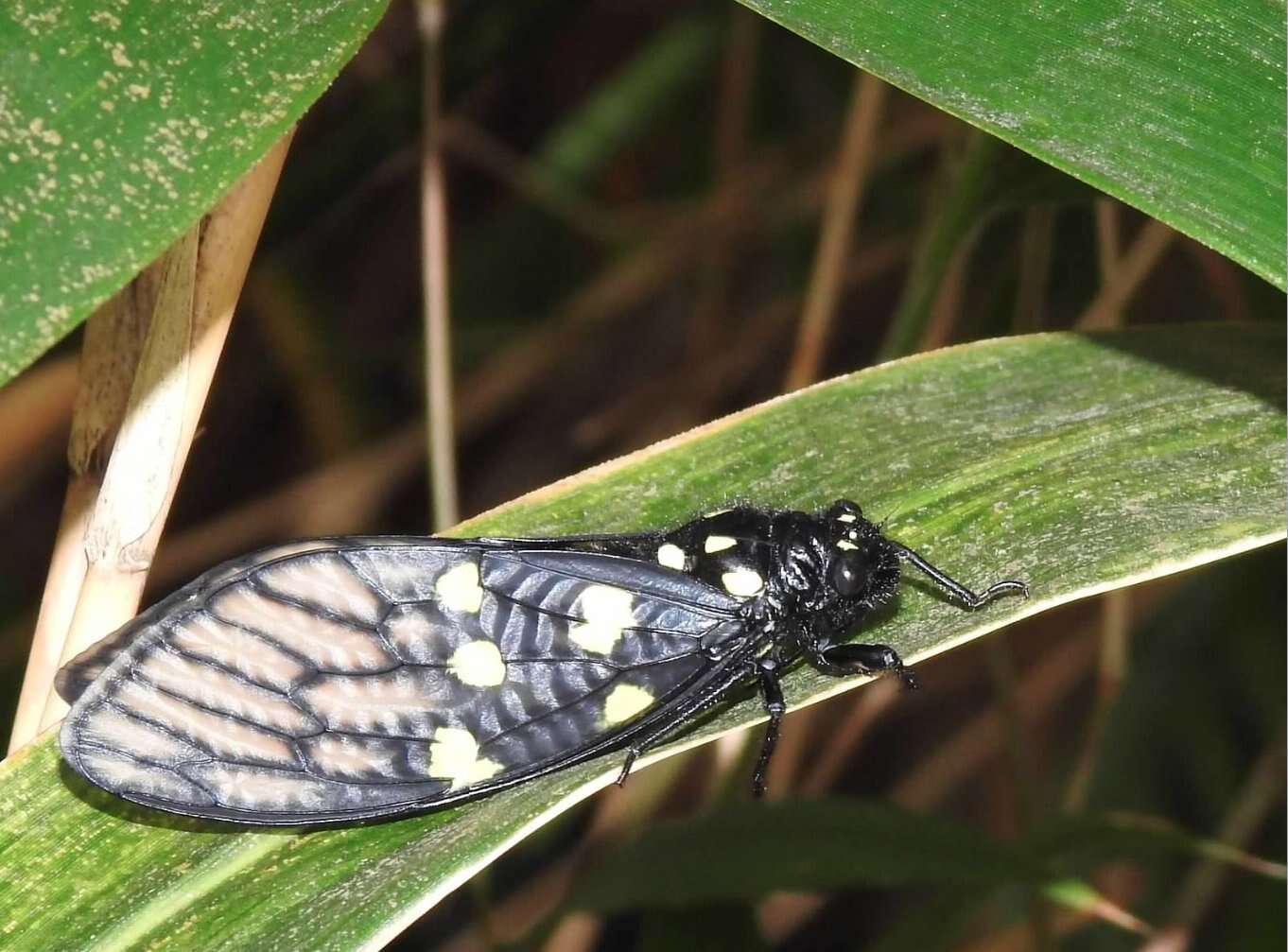 Image of Gaeana maculata (Drury 1773)