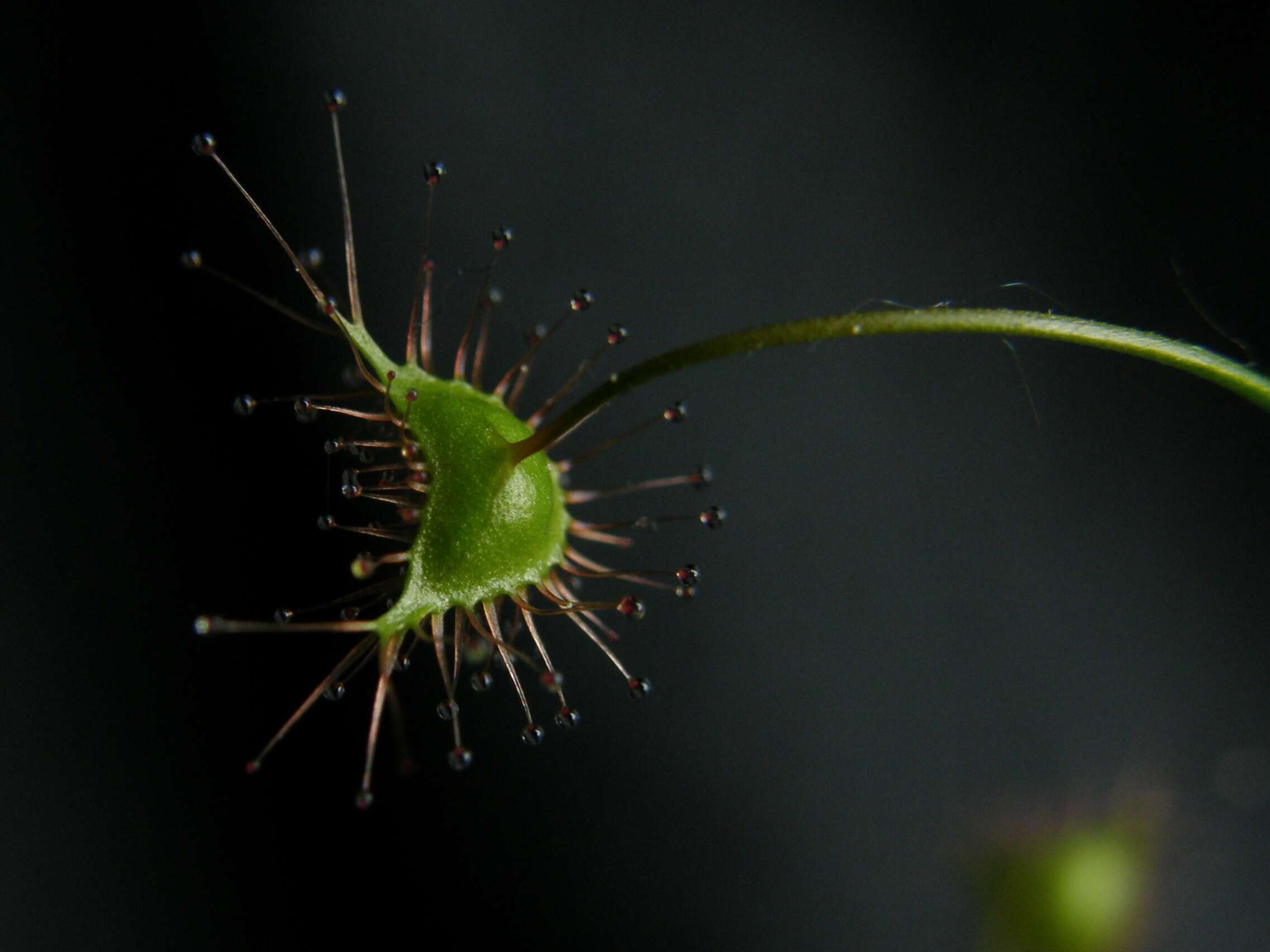 Image of Drosera peltata Thunb.