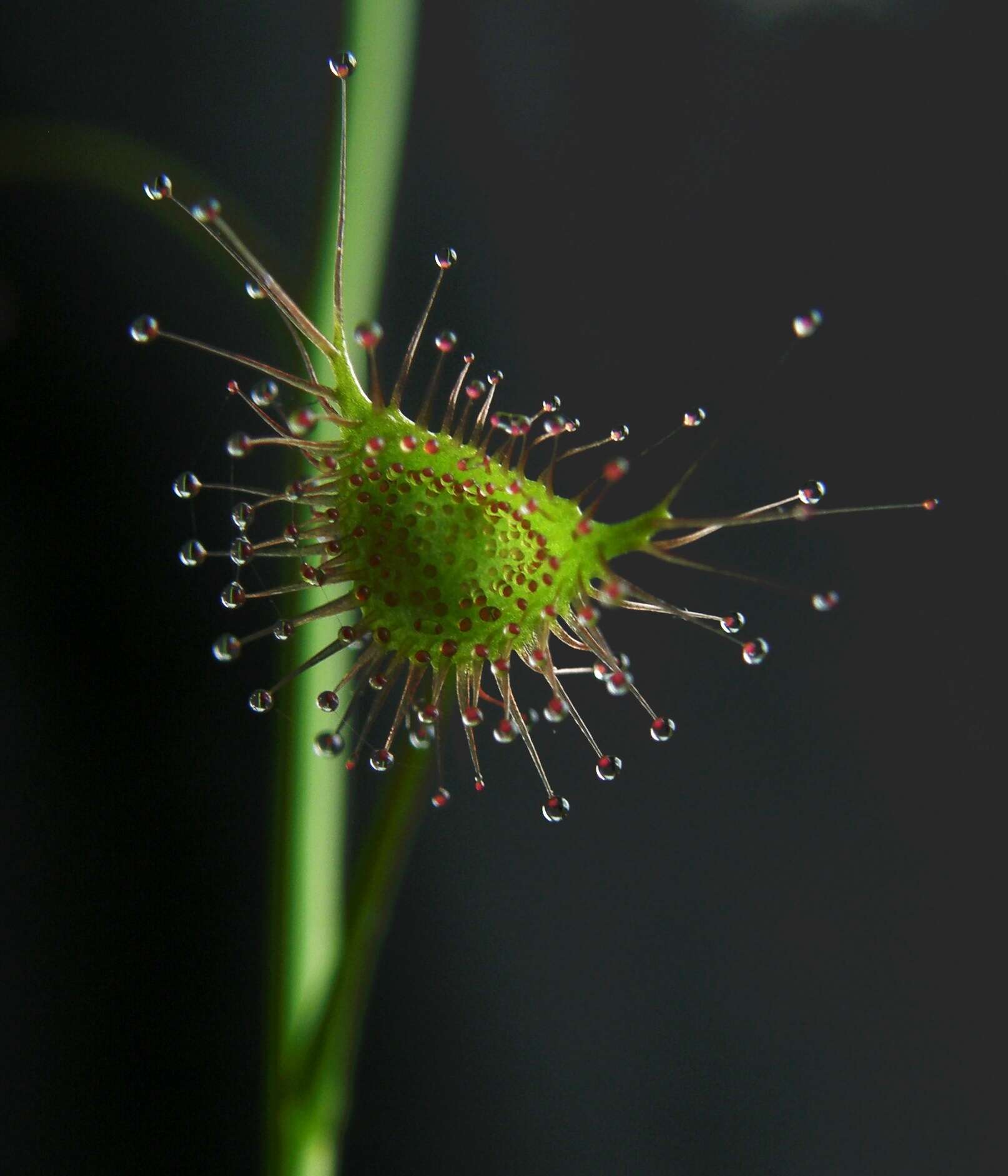 Image of Drosera peltata Thunb.