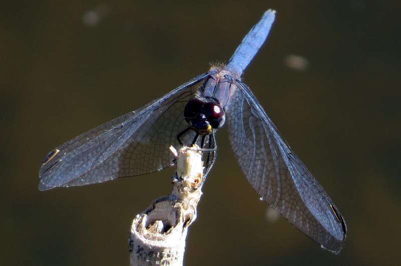 Image of Dark Dropwing