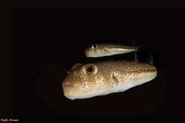 Image of Studded Pufferfish