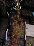 Image of Drosera bicolor