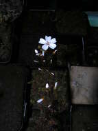 Image of Drosera bicolor