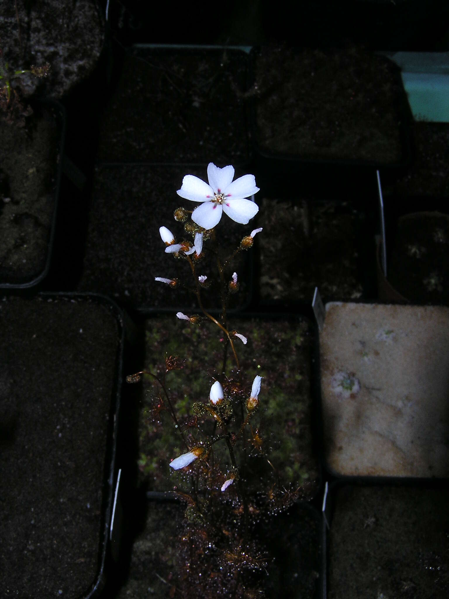 Image of Drosera bicolor