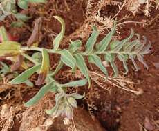 Nonea vesicaria (L.) Rchb.的圖片