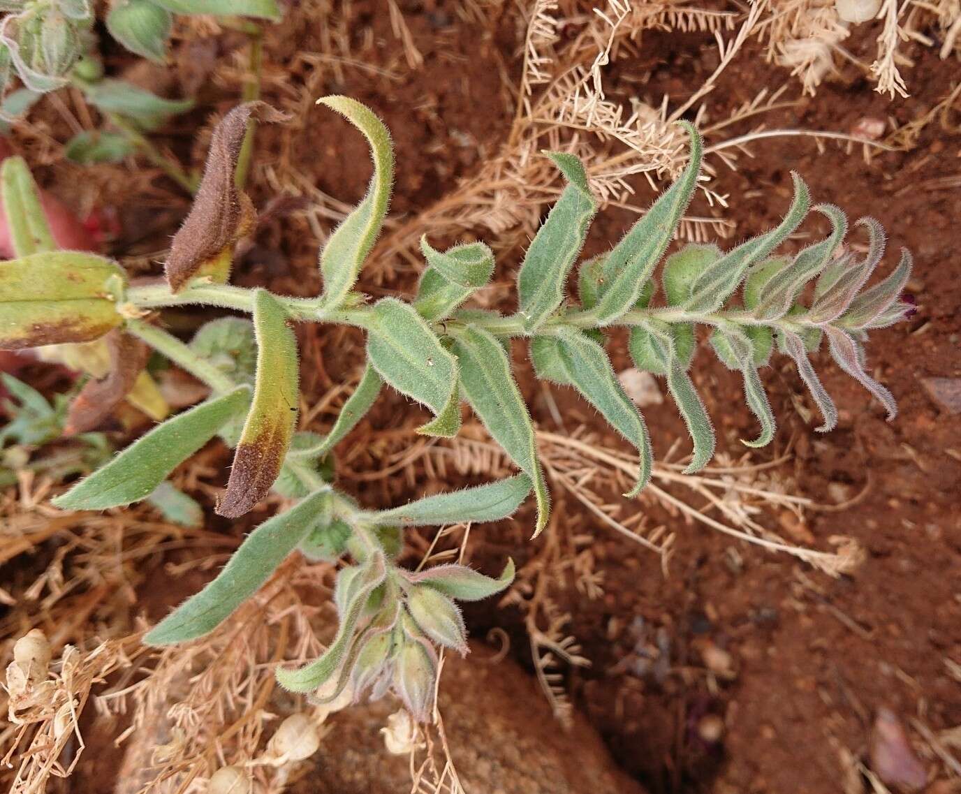 صورة Nonea vesicaria (L.) Rchb.