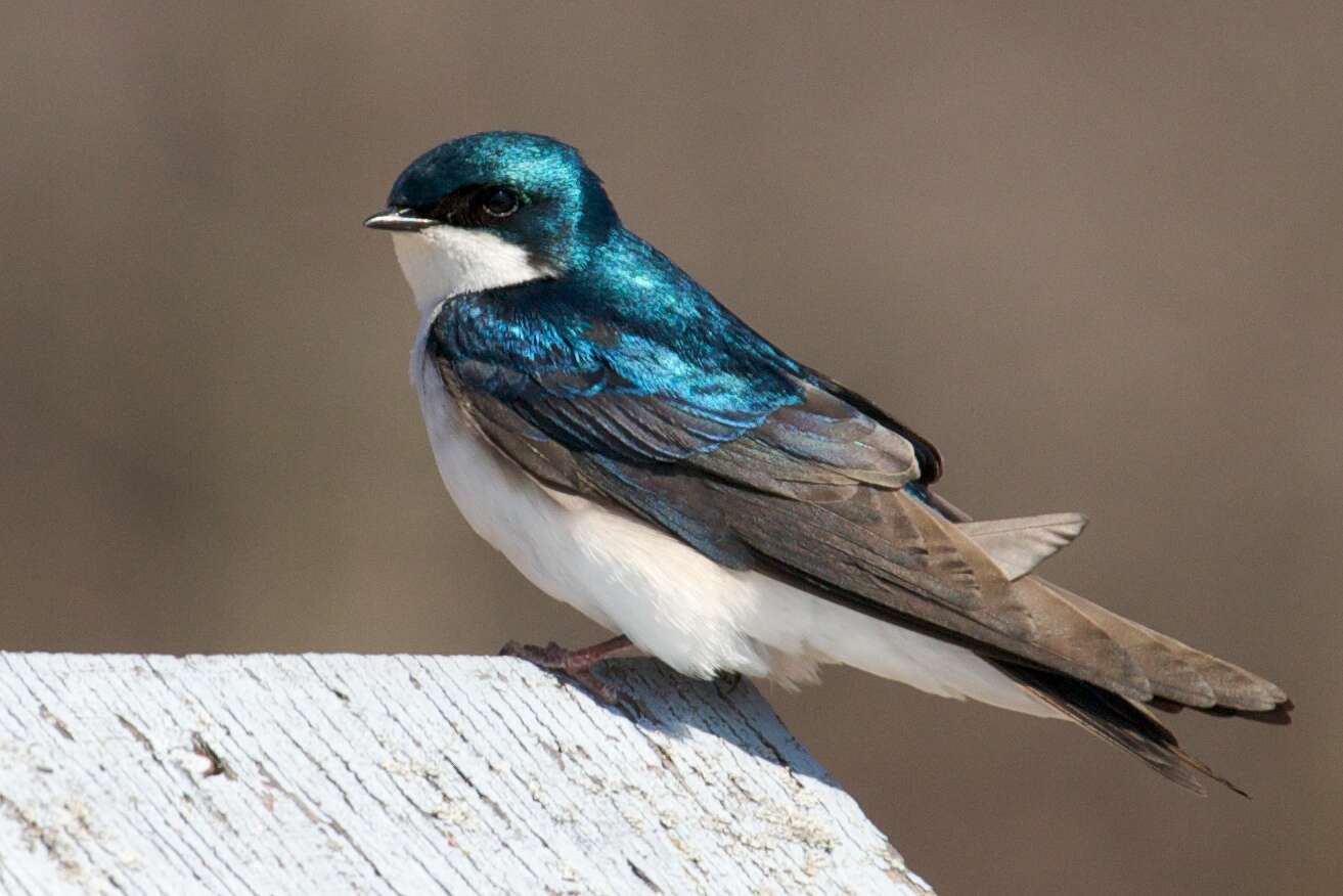 Image of Tachycineta Swallows