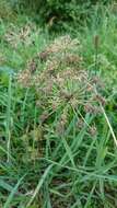 Image of wild angelica