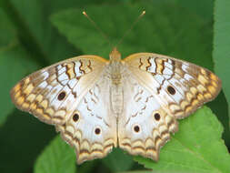 Image of White Peacock