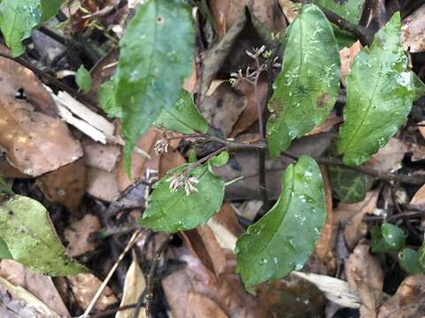 Image of Pellionia radicans (Sieb. & Zucc.) Wedd.